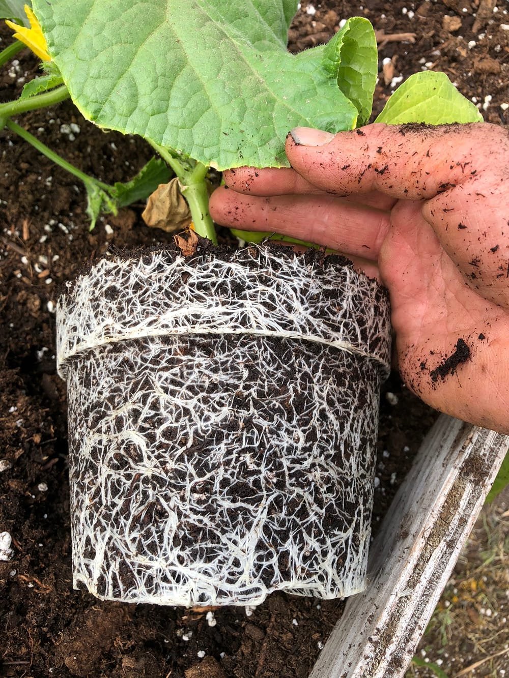 lm 111 organic image